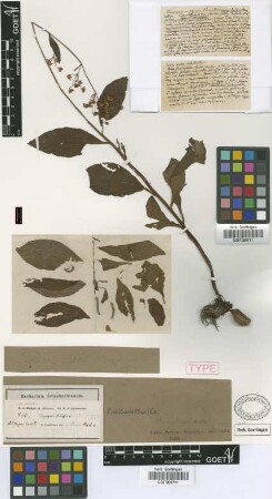 Theopyxis chilensis Griseb.
