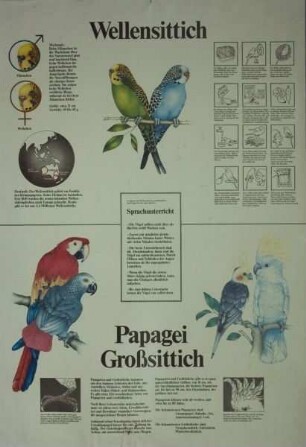 Wellensittich, Papagei, Großsittich