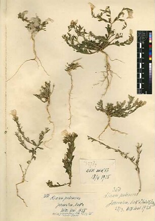 Linaceae Linum pubescens Russ, Georg Philip, geb. 1868 [Jerusalem, Yerushalayim, El Quds, Al-Quds, Al Quds, El Quds Esh Sherif, Al-Muqaddas, Jérusalem, Gerusalemme, Jerusalén, Aelia Capitolina, Colonia Aelia Capitolina, Hierosolyma, Urusalim, Jerusalem]