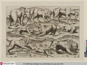 Ex ueteri hypocaust[Elefant, Löwe, Kamel, Gazelle]