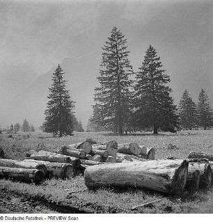 Nadelbäume und gefällte Bäumstämme in einem Tal der Alpen
