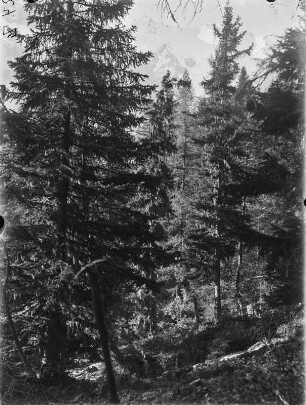 Hochwald : Bäume am Hang der Berge.