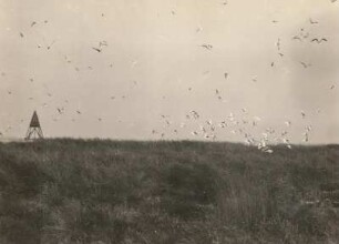 Brandseeschwalben (Sterna sandvicensis, Syn.:Thalasseus sandvicensis) auf der Insel Mellum bei Wilhelmshaven