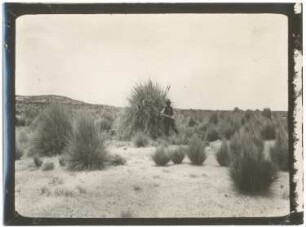 Ichu-Steppe auf der Isla de Panza im Poopó-See