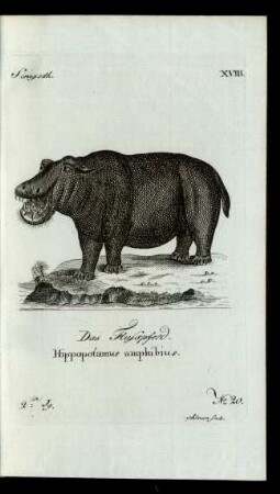 No 20. Das Flusspferd. Hippopotamus amphibius.