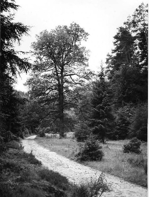 Pfälzer Wald