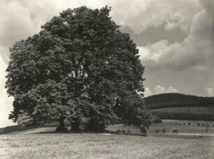 Oberlausitz. Linden bei Rehnsdorf westlich Elstra