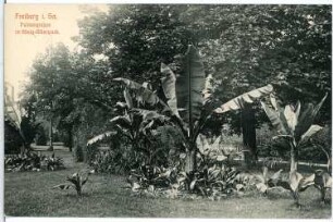 Freiberg. Palmengruppe im König Albert Park
