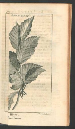 Tafel: le petit Erable. le Hètre. [...]