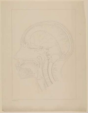 Querschnitt durch den Schädel eines sechzehnjährigen, an einer Lungenerkrankung verstorbenen Jungen, im Profil [Vorzeichnung zu Samuel Thomas Soemmerring, Abbildungen der menschlichen Organe des Geruchs, Frankfurt am Main 1809, Tafel 1 ("linearische" Darstellung)]