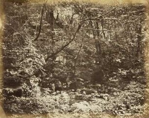 Mittelgrundstudie: Waldinneres mit Felsen