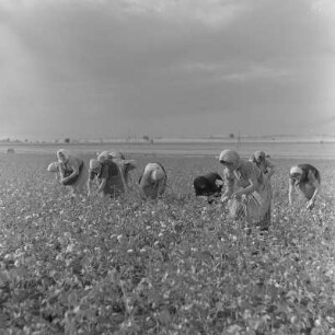 Baumwollernte auf den Feldern der Landwirtschaftlichen Produktionsgenossenschaft in Usundshowo. Frauen bei der Ernte