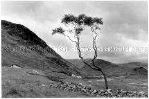Baum, im Hintergrund schottische Berge (Altersgruppe 18-21)