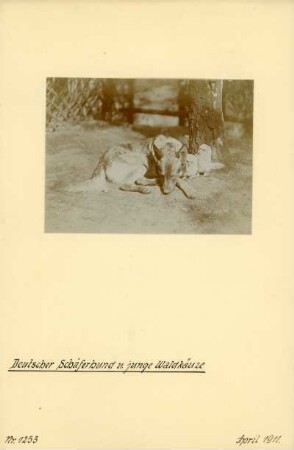 Rochlitzer Berg. Deutscher Schäferhund und junge Waldkäuze