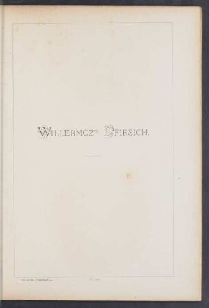 VI. 22. Willermoz's Pfirsich
