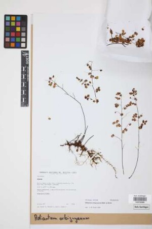 Adiantum orbignyanum Mett.