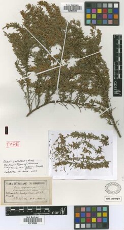 Discaria longispina (Hook. & Arn.) Miers var. Griseb. foliosa