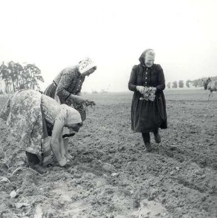 Frauen bei der Feldarbeit : Kleidung - Schleifer Tracht. Ort: Slepo / Schleife. Frauen in Arbeitstracht der Schleifer Region bei der Feldarbeit.
