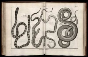 Pl. 20