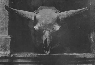 Bison priscus