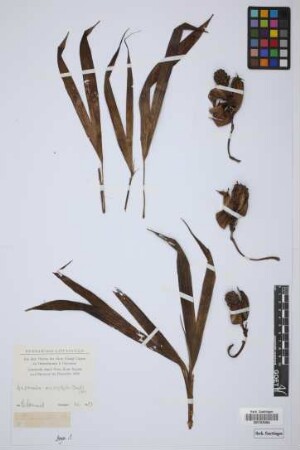 Carludovica microphylla