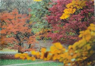 Herbstbäume an der Lichtenthaler Allee in Baden-Baden