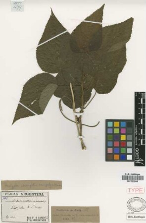 Acalypha cordifolia Hook.f. var. polyadenia Griseb.[type]