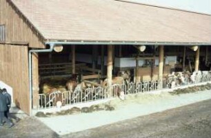 Fotografie: Stallsystem, Betriebsgebäude, Offenfrontstall, Milchviehhaltung