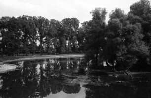 Plittersdorf: Rheinwald und Deich mit Dächern von Plittersdorf