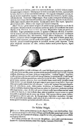Cap. XI. De piscibus Pelagiis