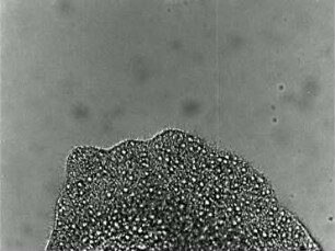 Bewegungsverhalten von Trichoplax adhaerens