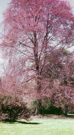 Rotbuche in der Bürgerwiese Dresden : Rotbuche (Fagus sylvatica). Dresden-Altstadt, Bürgerwiese (Umgestaltung innere Bürgerwiese durch Carl Adolph Terscheck, ab 1838, 1843-1846; 1859/1869 nach Plänen des preußischen Gartendirektors Peter Josef Lenné)