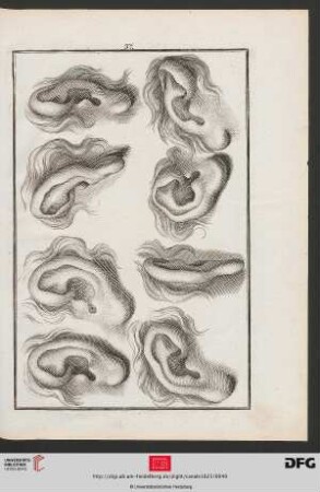 Taf. 37 [Ohren (Schraffur)]