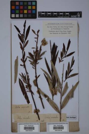 Salix viminalis L.