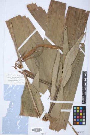 Calamus