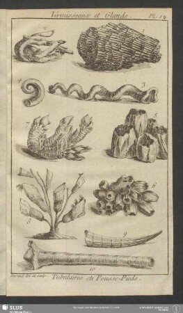 Pl. 19. Vermisseaux et Glands