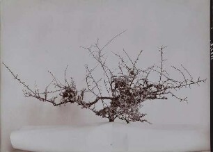 Schleedorn mit Flechten bewachsen