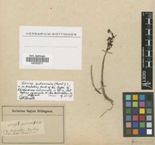 Earina autumnalis (G.Forst.) Hook.f. [type]