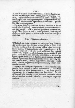 XV. Viola lutea, pleno flore