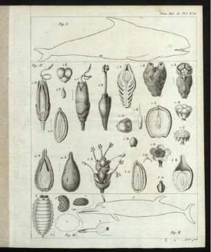 Nouv. Bul. Sc. Pl.I. No.56. [zu S. 69f]