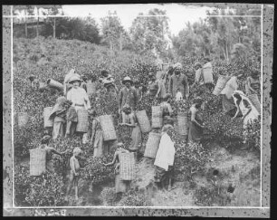 Ceylon. Women plucking Tea on the Lehtenty Estate. Fotografie, Positiv