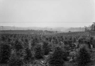 Landschaftsaufnahme : Landschaft bei Mirandópolis, deren Vegetation großflächig durch Rodung zerstört wurde. In langen Reihen wurden anschließend neue Bäume gepflanzt.