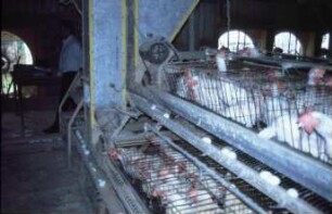 Fotografie: Legehennenhaltung, Käfighaltung