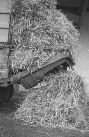 Fotografie: Transportgerät, Be- und Entladen, Miststreuer, Kratzboden, Streuwerk