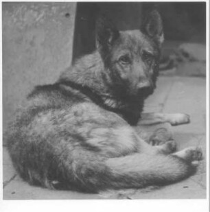 Liegender Schäferhund