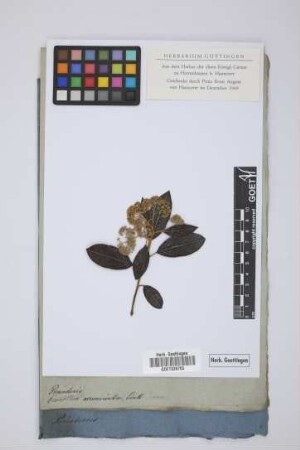 Ceanothus acuminata Link