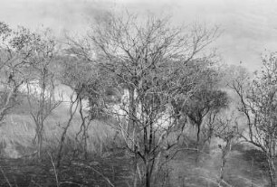 Miombo Wald : Savannenlandschaft mit Baumbestand