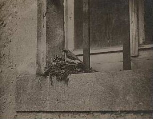 Gartenrotschwanz (Phoenicurus phoenicurus L.), Männchen am Nest auf einer Fensterbank.