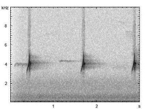 Buchfink | Fringilla coelebs - Ruf