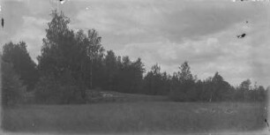 Wald : Blick auf einen Wald.